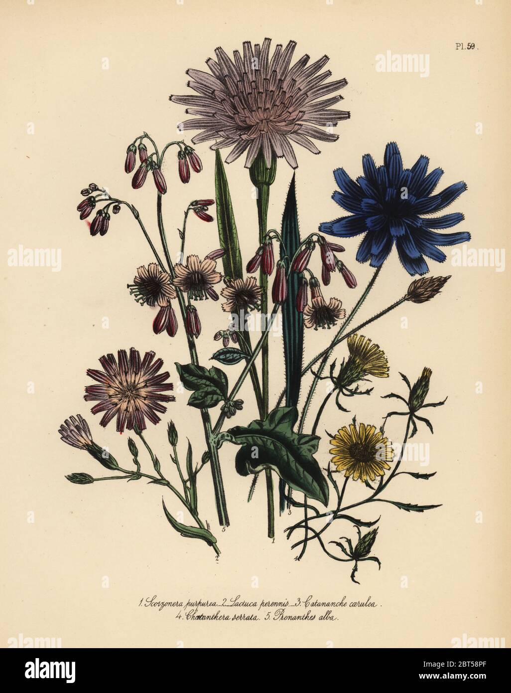 Purple viper grass, Scorzonera purpurea, perennial lettuce, Lactuca perennis, blue catananche, Catananche caerulea, serrated-leaved chaetanthera, Chaetanthera serrata, and white prenanthes, Prenanthes alba. Handfinished chromolithograph by Henry Noel Humphreys after an illustration by Jane Loudon from Mrs. Jane Loudon's Ladies Flower Garden of Ornamental Perennials, William S. Orr, London, 1849. Stock Photo