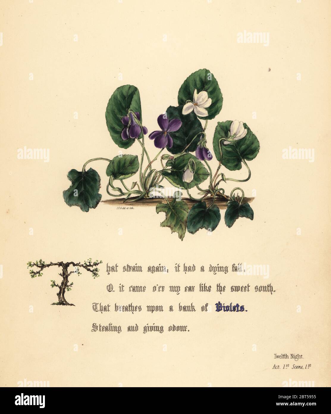 Violets (Twelfth Night). Handcoioured botanical illustration drawn and