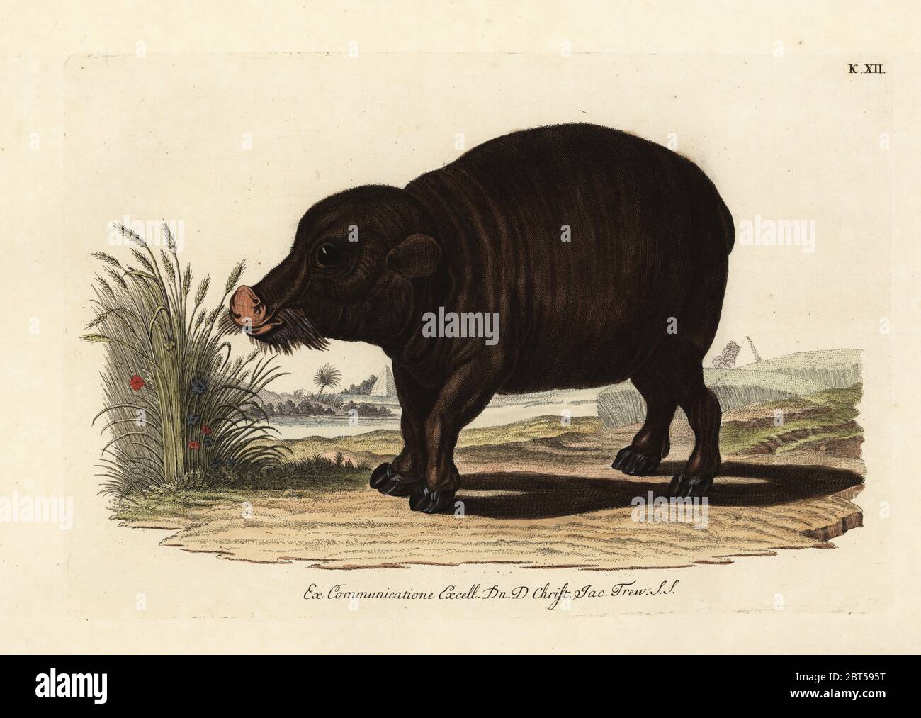 Nile hippopotamus, Hippopotamus amphibius. Vulnerable. L'Hippopotame amphibie du Nil. Handcoloured copperplate engraving from Georg Wolfgang Knorr's Deliciae Naturae Selectae of Kabinet van Zeldzaamheden der Natuur, Blusse and Son, Nuremberg, 1771. Specimens from a Wunderkammer or Cabinet of Curiosities owned by Dr. Christoph Jacob Trew in Nuremberg. Stock Photo