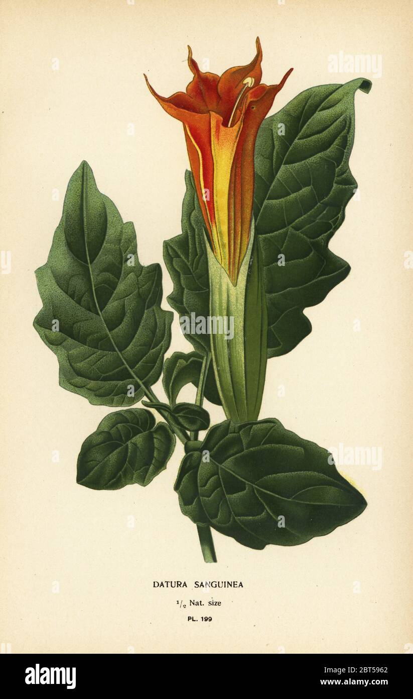 Red angel's trumpet, Brugmansia sanguinea. Extinct. (Datura sanguinea). Chromolithograph from an illustration by Desire Bois from Edward Steps Favourite Flowers of Garden and Greenhouse, Frederick Warne, London, 1896. Stock Photo