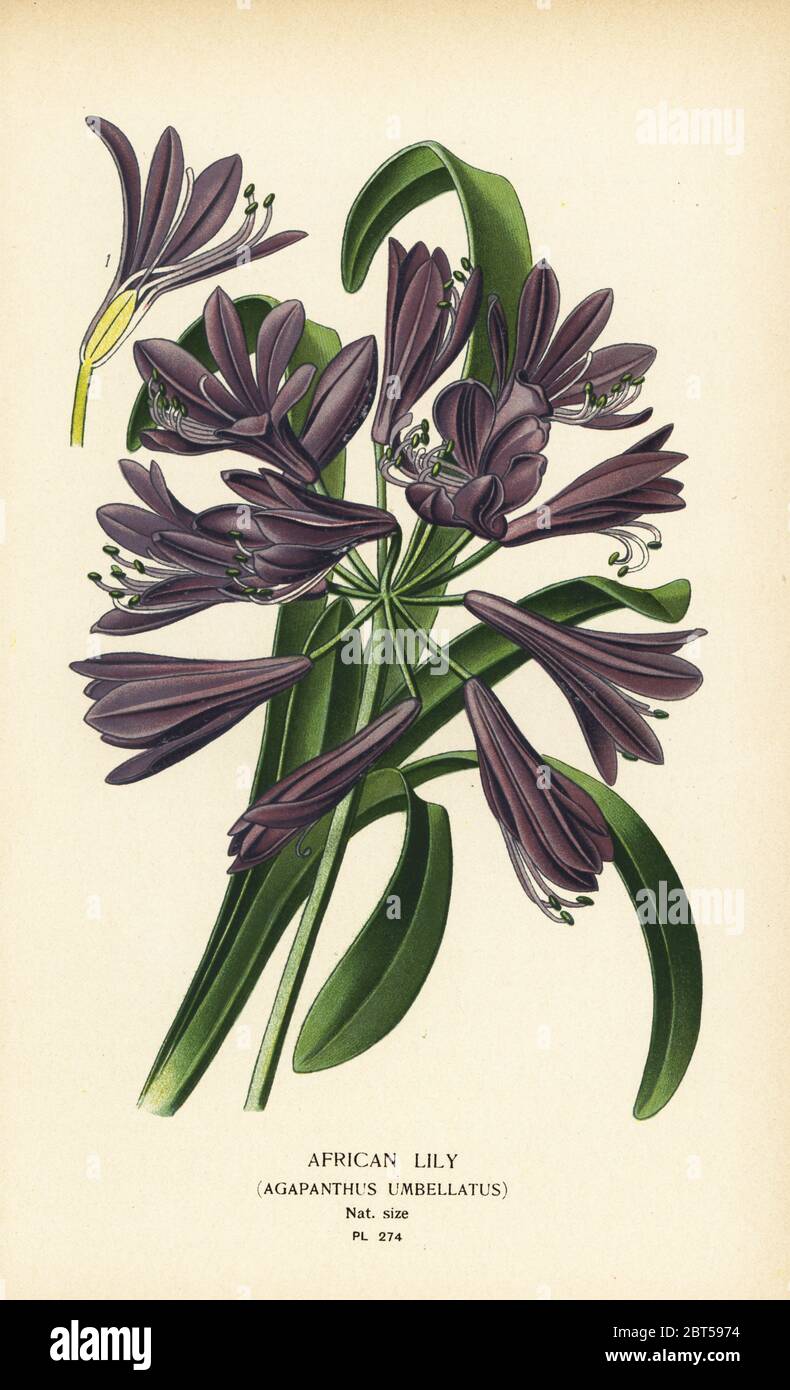 African lily, Agapanthus africanus (Agapanthus umbellatus). Chromolithograph from an illustration by Desire Bois from Edward Steps Favourite Flowers of Garden and Greenhouse, Frederick Warne, London, 1896. Stock Photo