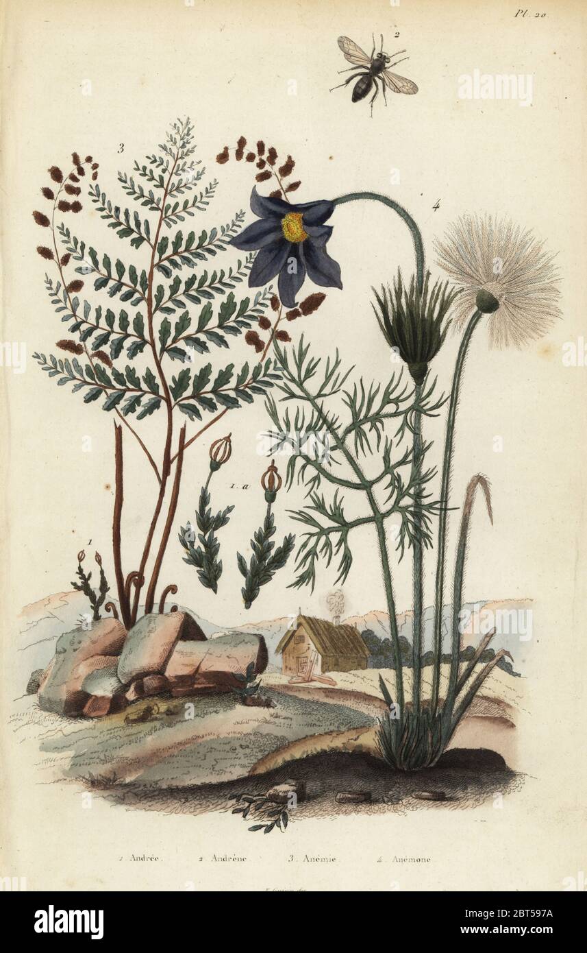 Rock moss, Andraea rupestris 1, mining bee, Andrena agilissima 2, flowering fern, Anemia adiantifolia 3, and pasque flower, Anemone pulsatilla 4. anemone, Andree, Andrene, Anemie, Anemone. Handcoloured steel engraving from Felix-Edouard Guerin-Meneville's Dictionnaire Pittoresque d'Histoire Naturelle (Picturesque Dictionary of Natural History), Paris, 1834-39. Stock Photo