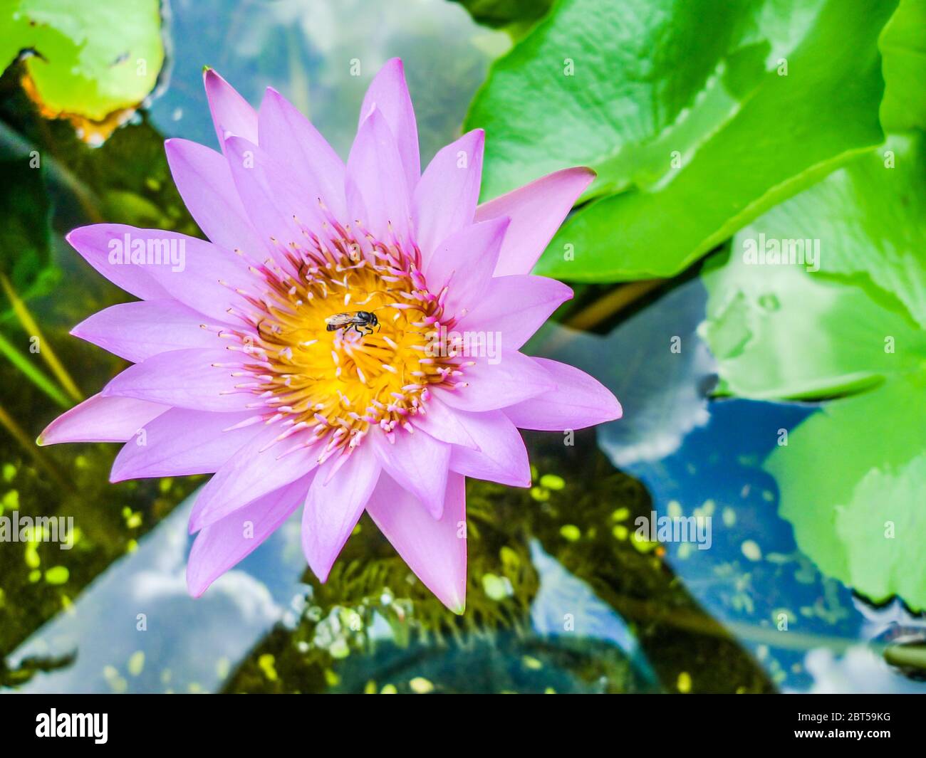Collecting water lily hi-res stock photography and images - Alamy