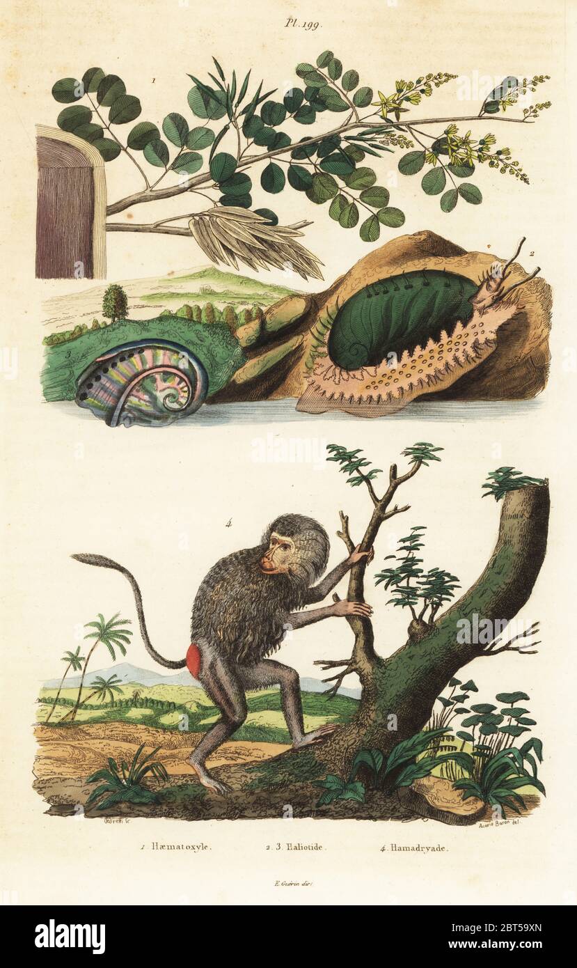 Blackwood tree, Haematoxylum campechianum 1, green ormer sea snail, Haliotis tuberculata 2,3, and hamadryas baboon, Papio hamadryas 4. Haematoxyle, Haliotide, Hamadryade. Handcoloured steel engraving by Pedretti after an illustration by A. Carie Baron from Felix-Edouard Guerin-Meneville's Dictionnaire Pittoresque d'Histoire Naturelle (Picturesque Dictionary of Natural History), Paris, 1834-39. Stock Photo