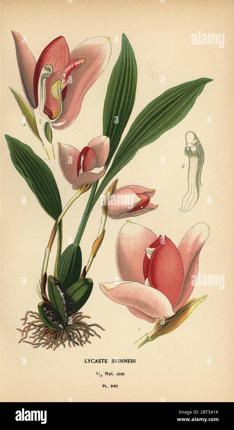 Lycaste virginalis orchid (Lycaste skinneri). Chromolithograph from an illustration by Desire Bois from Edward Steps Favourite Flowers of Garden and Greenhouse, Frederick Warne, London, 1896. Stock Photo