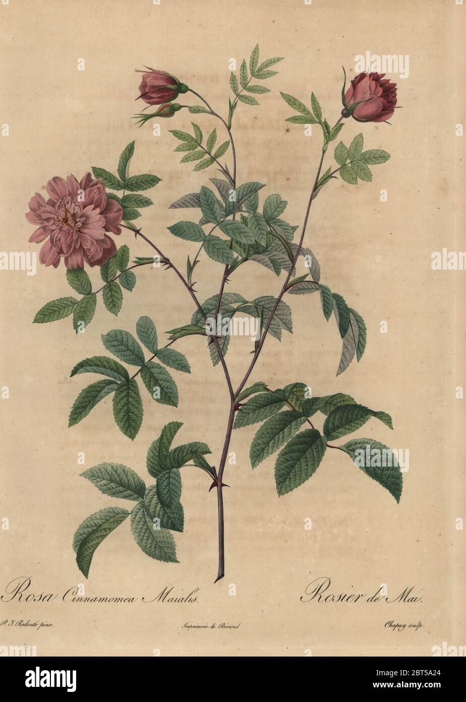 Pink cinnamon rose, Rosa majalis. Rosa cinnamomea maialis, Rosier de Mai. Stipple copperplate engraving by Jean Baptiste Chapuy handcoloured a la poupee after a botanical illustration by Pierre-Joseph Redoute from the first folio edition of Les Roses, Firmin Didot, Paris, 1817. Stock Photo