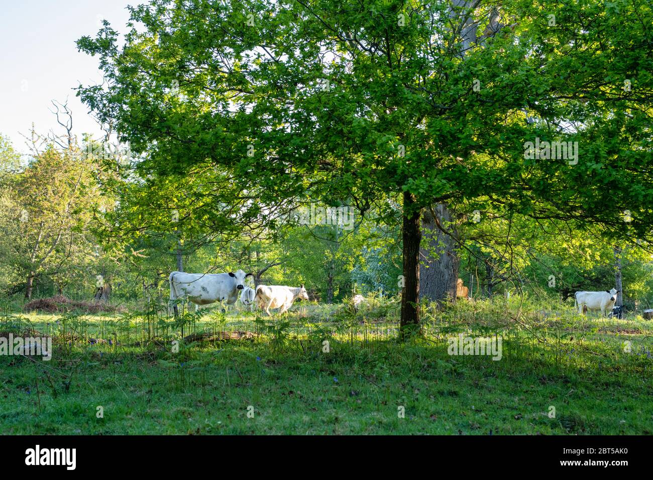 Bos taurus. British White cattle amongst the trees in Blenheim park on an early spring morning. Woodstock, Oxfordshire, England Stock Photo