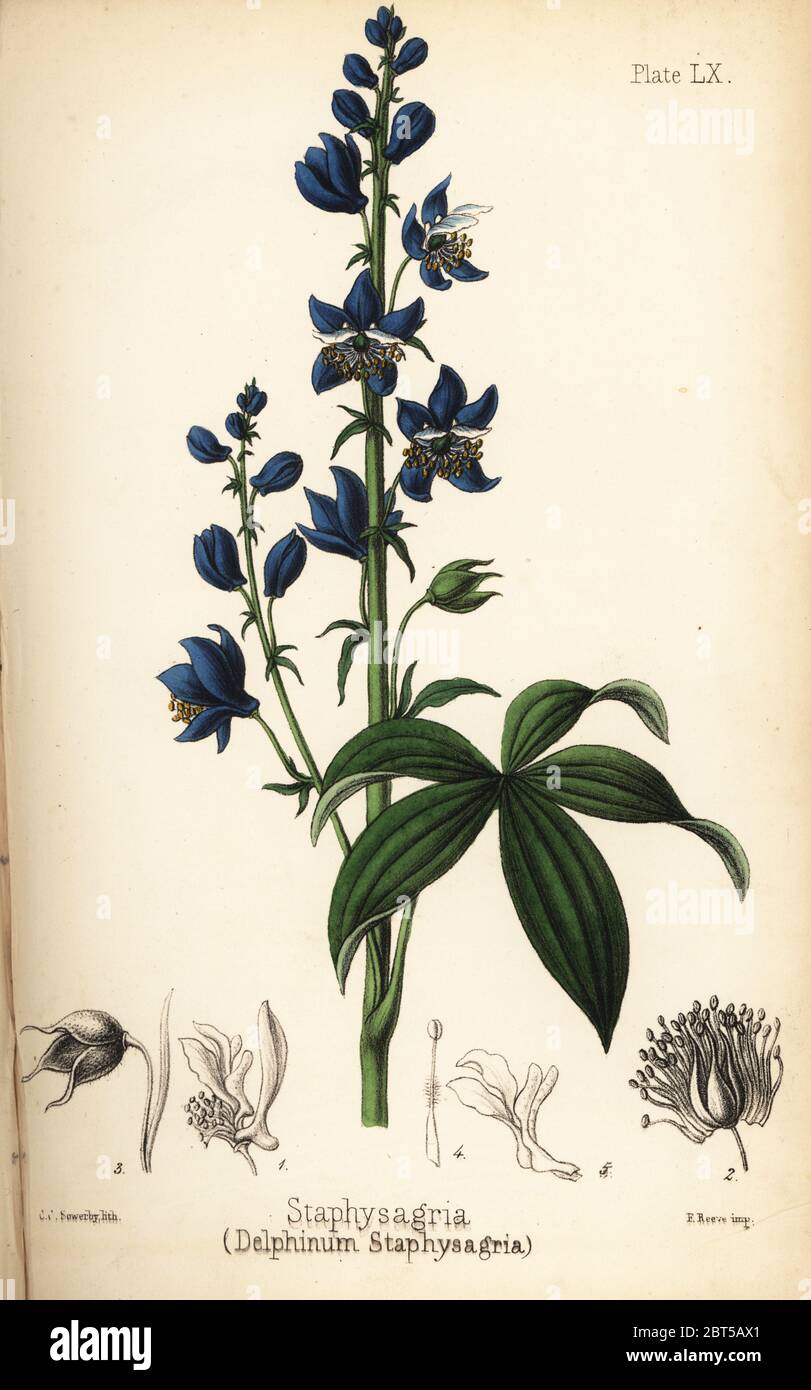 Lice-bane or stavesacre, Delphinium staphisagria (Delphinium staphysagria). Handcoloured lithograph by Charlotte Caroline Sowerby from Edward Hamilton's Flora Homeopathica, Bailliere, London, 1852. Stock Photo