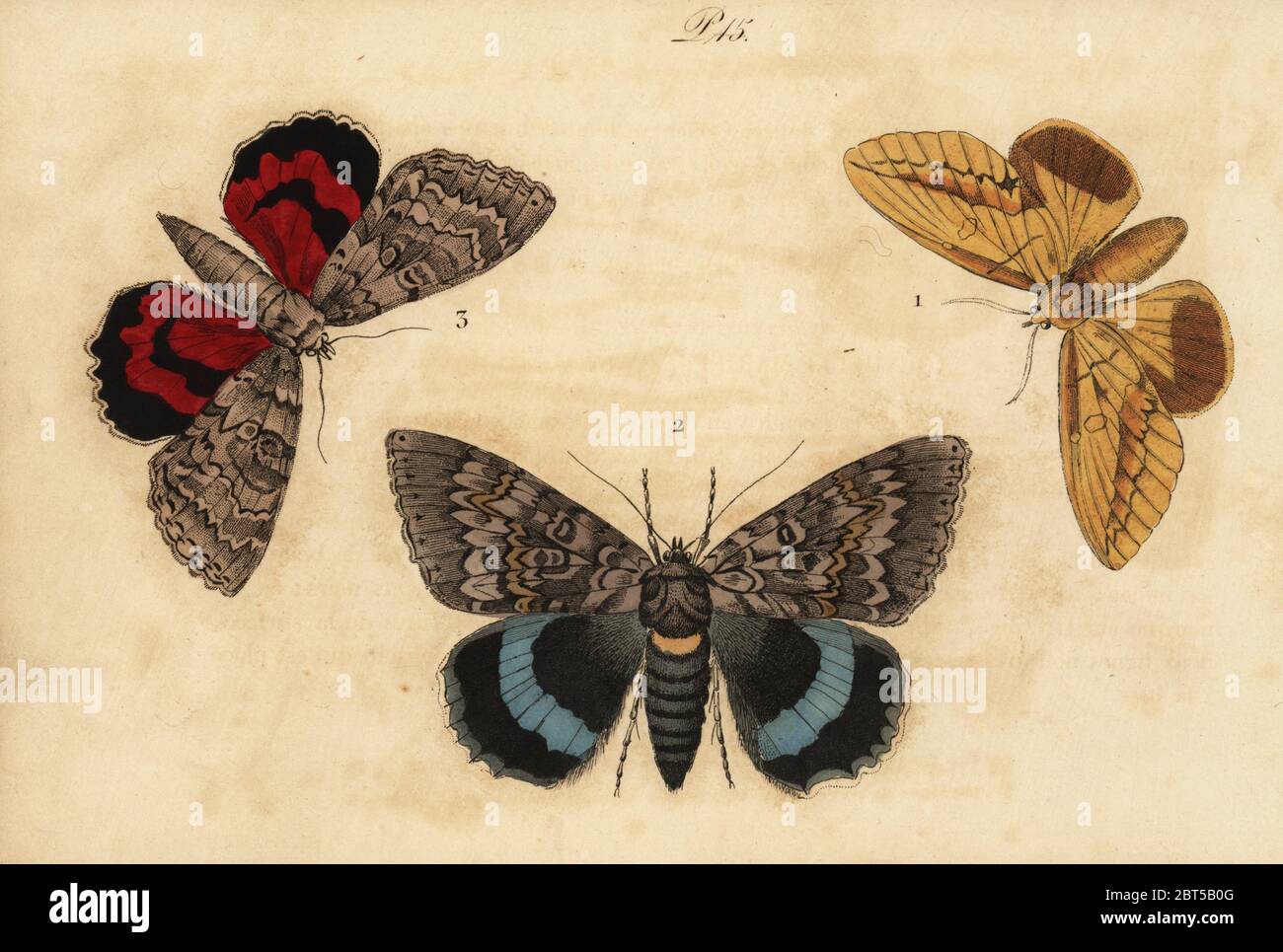 Drinker moth, Euthrix potatoria 1, blue underwing, Catocala fraxini 2, and red underwing, Catocala nupta 3. Bombyx buveur, Noctuelle du frene, Noctuelle mariee. Handcoloured lithograph from Musee du Naturaliste dedie a la Jeunesse, Histoire des Papillons, Hippolyte and Polydor Pauquet, Paris, 1833. Stock Photo