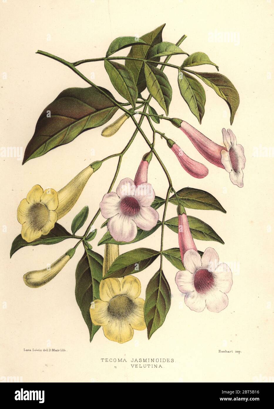 Bower of beauty, Pandorea jasminoides (Tecoma jasminoides) and yellow trumpetbush, Tecoma stans (Tecoma velutina). Handcoloured lithograph by D. Blair after an illustration by Lena Lowis from her Familiar Indian Flowers with Coloured Plates, L. Reeve, London, 1878. Lena Lowis, formerly Selena Caroline Shakespear (1845-1919), was a British woman artist who traveled to India with her husband Lt.-Col. Ninian Lowis. Stock Photo