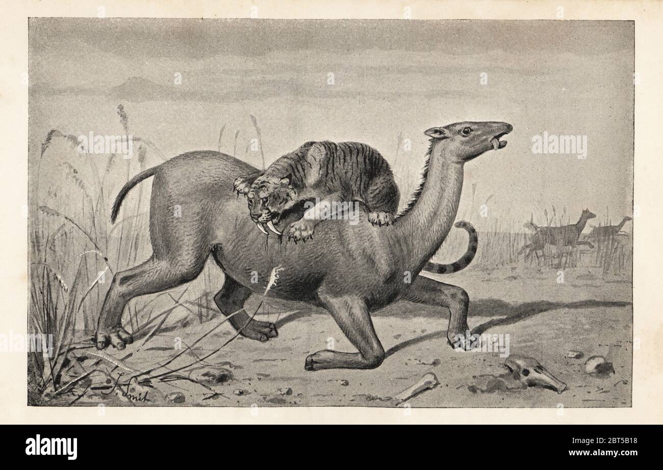 Extinct Macrauchenia patagonica, Miocene to Pleistocene, attacked by a saber-toothed cat, Smilodon populator, Pliocene to Pleistocene. Macrauchenia and the sabre-toothed tiger, Machaerodus. From the Pampas formation. Print after an illustration by Joseph Smit from Henry Neville Hutchinsons Creatures of Other Days, Popular Studies in Palaeontology, Chapman and Hall, London, 1896. Stock Photo