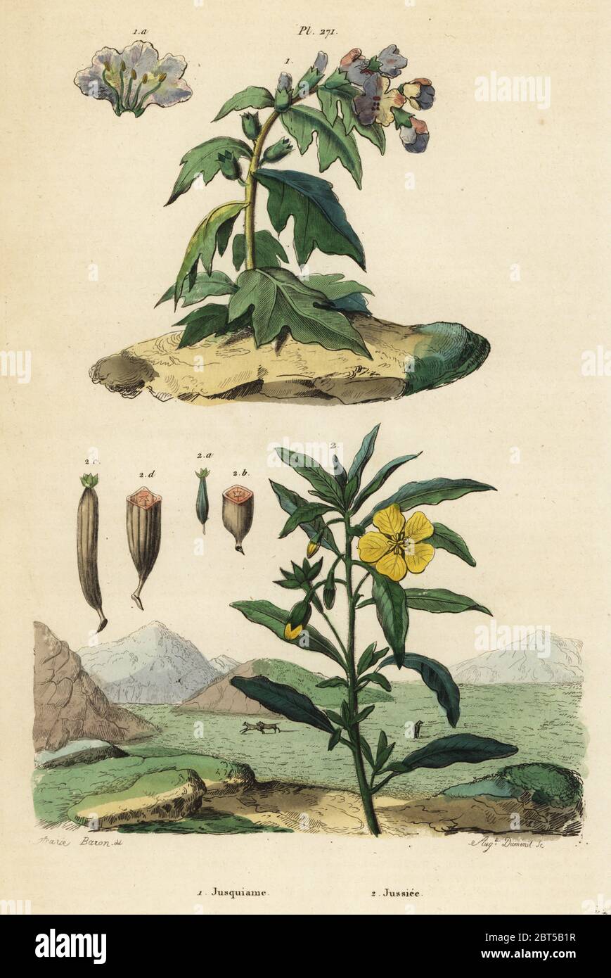 Black henbane, Hyoscyamus niger 1, and Peruvian primrose-willow, Ludwigia peruviana 2. Jusquiame, Jussiee. Handcoloured steel engraving by August Dumenil after an illustration by A. Carie Baron from Felix-Edouard Guerin-Meneville's Dictionnaire Pittoresque d'Histoire Naturelle (Picturesque Dictionary of Natural History), Paris, 1834-39. Stock Photo