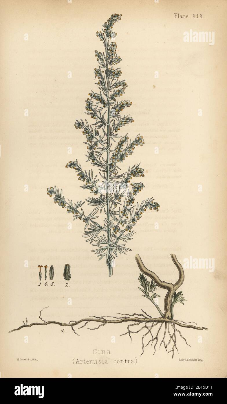 Cina or santonica, Artemisia santonica (Artemisia contra). Handcoloured lithograph by Henry Sowerby from Edward Hamilton's Flora Homeopathica, Bailliere, London, 1852. Stock Photo