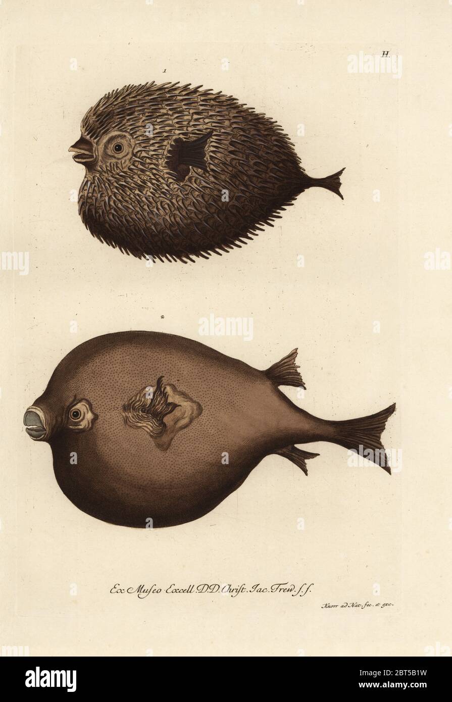 Spot-fin porcupinefish, Diodon hystrix, and pufferfish, Lagocephalus lagocephalus. Un poisson gouetreux a eguillons, Orbis pinnatus, Ostracion, Hystrix, poisson gouetreux uni desarme, Orbis inermis, Orbis mammillaris. Handcoloured copperplate drawn and engraved by Georg Wolfgang Knorr from his Deliciae Naturae Selectae of Kabinet van Zeldzaamheden der Natuur, Blusse and Son, Nuremberg, 1771. Specimens from a Wunderkammer or Cabinet of Curiosities owned by Dr. Christoph Jacob Trew in Nuremberg. Stock Photo