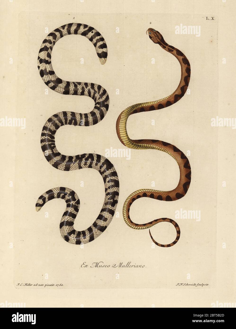 Black-and-white worm lizard, Amphisbaena fuliginosa, and brown and yellow snake of Surinam (Boa constrictor?). Le serpent dit a deux tetes, l'Amphisbaena fuliginosa, serpent de Surinam jaunatre, tachete de brun. Handcoloured copperplate engraving by Johann Friedrich Schmidt after an illustration from nature by Johann Christoph Keller from Georg Wolfgang Knorr's Deliciae Naturae Selectae of Kabinet van Zeldzaamheden der Natuur, Blusse and Son, Nuremberg, 1771. Specimens from a Wunderkammer or Cabinet of Curiosities owned by P.L. Muller. Stock Photo