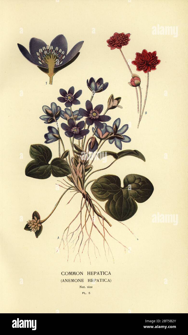 Common hepatica, Anemone hepatica. Chromolithograph from an illustration by Desire Bois from Edward Steps Favourite Flowers of Garden and Greenhouse, Frederick Warne, London, 1896. Stock Photo