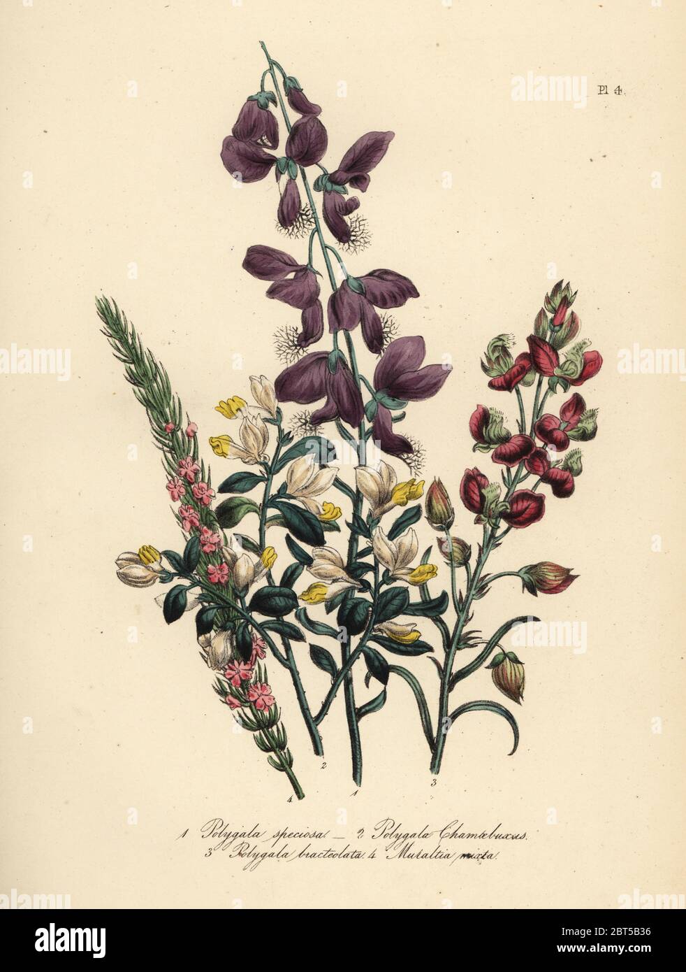 Showy polygala, Polygala speciosa, boxed-leaved milkwort, Polygala chamaebuxus, large-bracted milkwort, Polygala bracteola, and heath-leaved milkwort, Muraltia mixta. Handfinished chromolithograph by Noel Humphreys after an illustration by Jane Loudon from Mrs. Jane Loudon's Ladies Flower Garden or Ornamental Greenhouse Plants, William S. Orr, London, 1849. Stock Photo