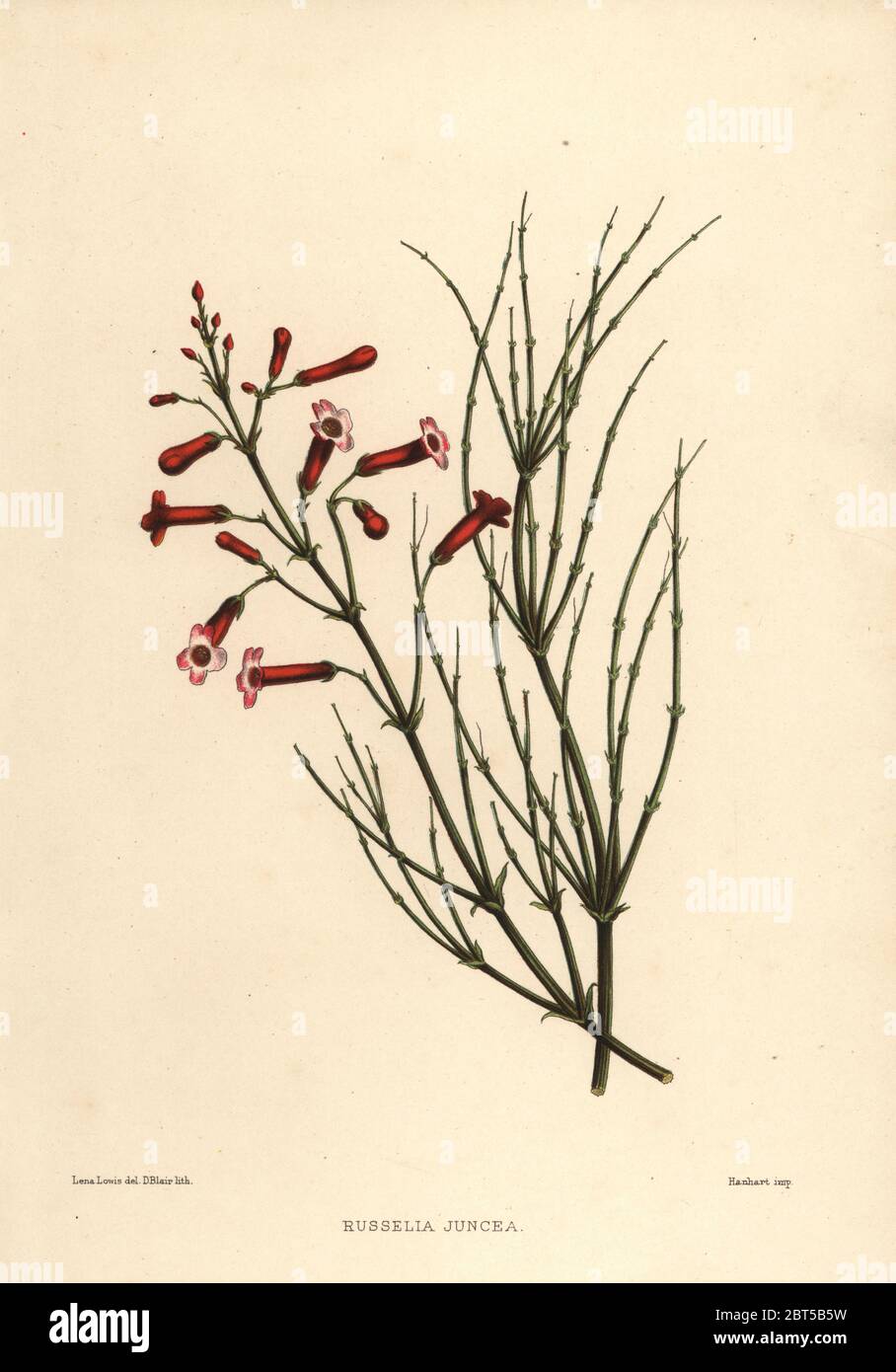 Fountainbush or firecracker plant, Russelia equisetiformis (Russelia juncea). Handcoloured lithograph by D. Blair after an illustration by Lena Lowis from her Familiar Indian Flowers with Coloured Plates, L. Reeve, London, 1878. Lena Lowis, formerly Selena Caroline Shakespear (1845-1919), was a British woman artist who traveled to India with her husband Lt.-Col. Ninian Lowis. Stock Photo