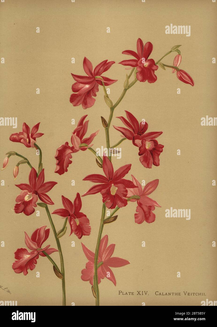 Calanthe veitchii hi-res stock photography and images - Alamy