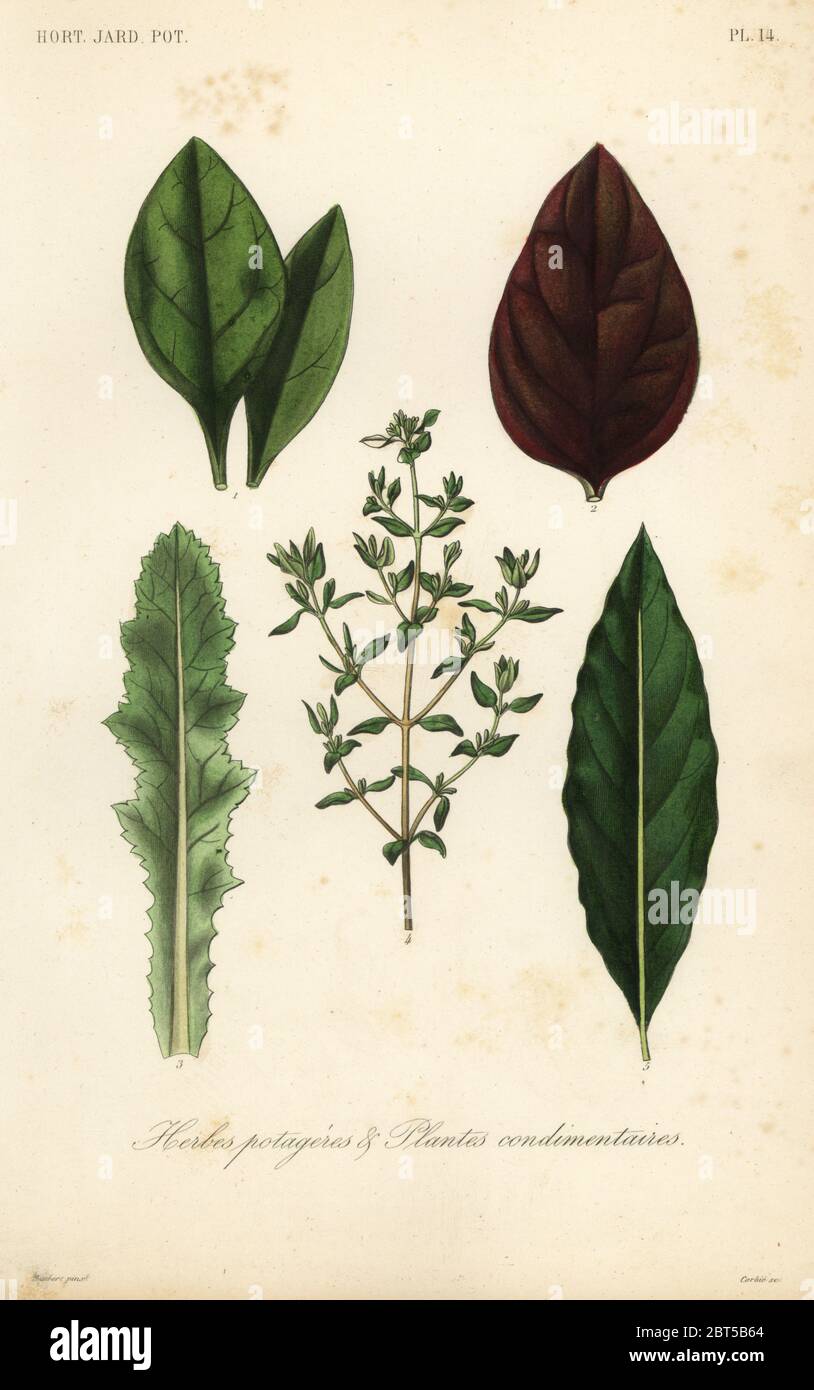 Leaf vegetables and herbs, Herbes potageres et plantes condimenteires. Green and red basil, Ocimum basilicum, opium poppy, Papaver somniferum, thyme, Thymus vulgaris, and bay leaf, Laurus nobilis. Handcoloured steel engraving by Corbie after a botanical illustration by Edouard Maubert from Pierre Oscar Reveil, A. Dupuis, Fr. Gerard and Francois Herincqs La Regne Vegetal: Horticulture: Jardin Potager et Jardin Fruitier, L. Guerin, Paris, 1864-1871. Stock Photo
