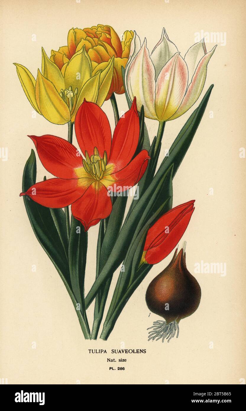 Schrenck's tulip, Tulipa suaveolens or Tulipa schrenkii. Chromolithograph from an illustration by Desire Bois from Edward Steps Favourite Flowers of Garden and Greenhouse, Frederick Warne, London, 1896. Stock Photo