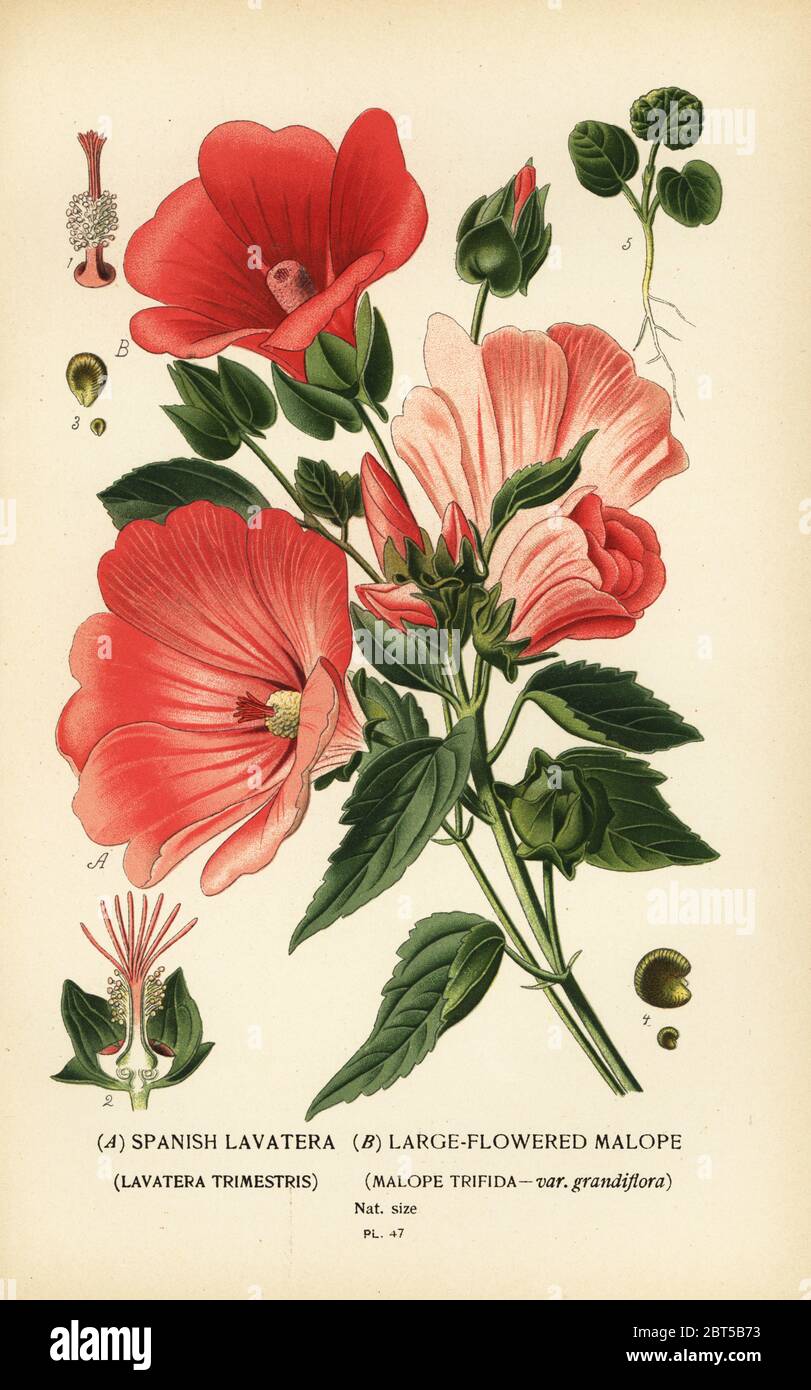 Spanish lavatera, Lavatera trimestris, and large-flowered malope, Malope trifida var. grandiflora. Chromolithograph from an illustration by Desire Bois from Edward Steps Favourite Flowers of Garden and Greenhouse, Frederick Warne, London, 1896. Stock Photo