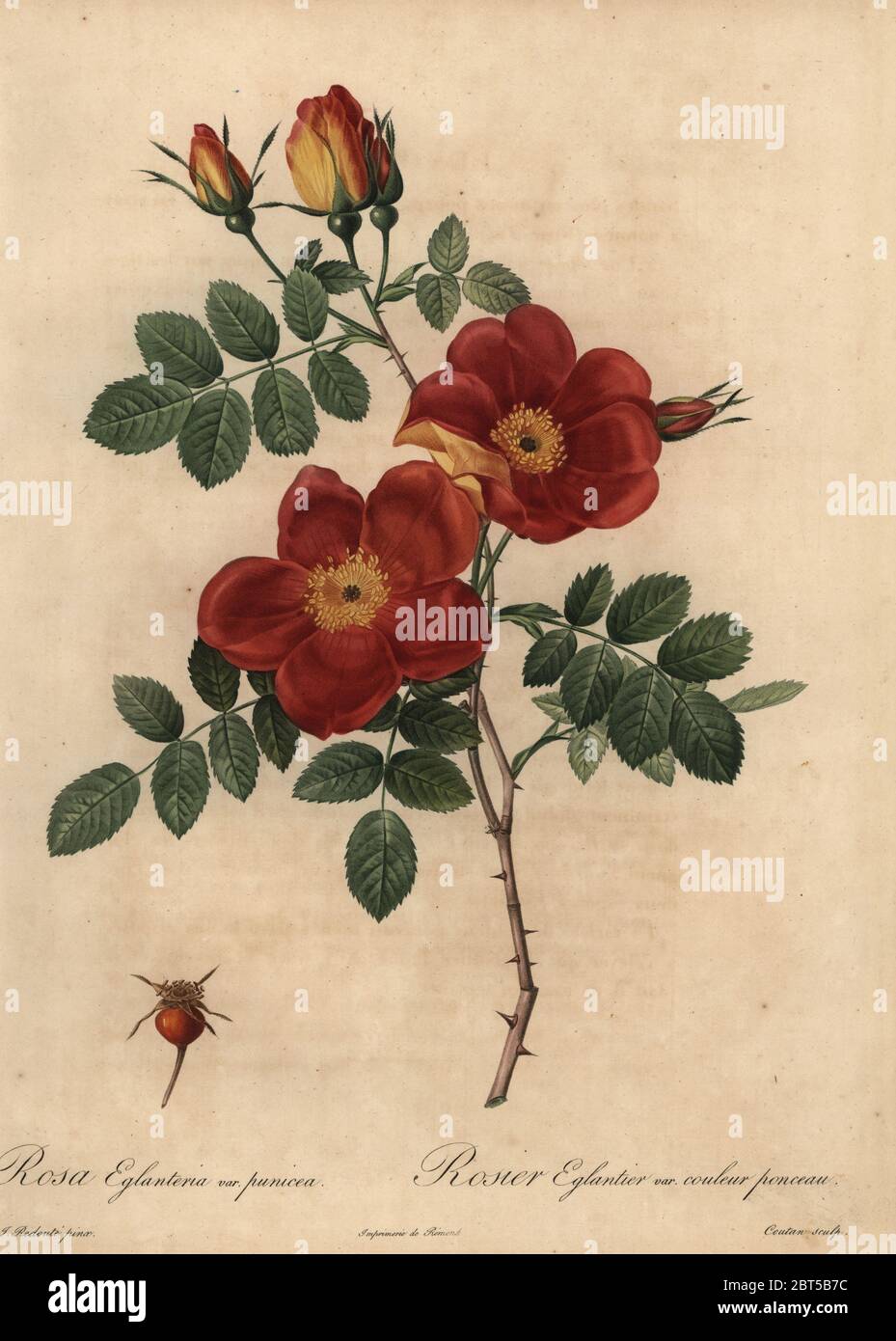 Copper rose, Rosa eglanteria var. punicea, Rosier Eglantier var. couleur ponceau, Rosier Capucine. Stipple copperplate engraving by Coutan handcoloured a la poupee after a botanical illustration by Pierre-Joseph Redoute from the first folio edition of Les Roses, Firmin Didot, Paris, 1817. Stock Photo