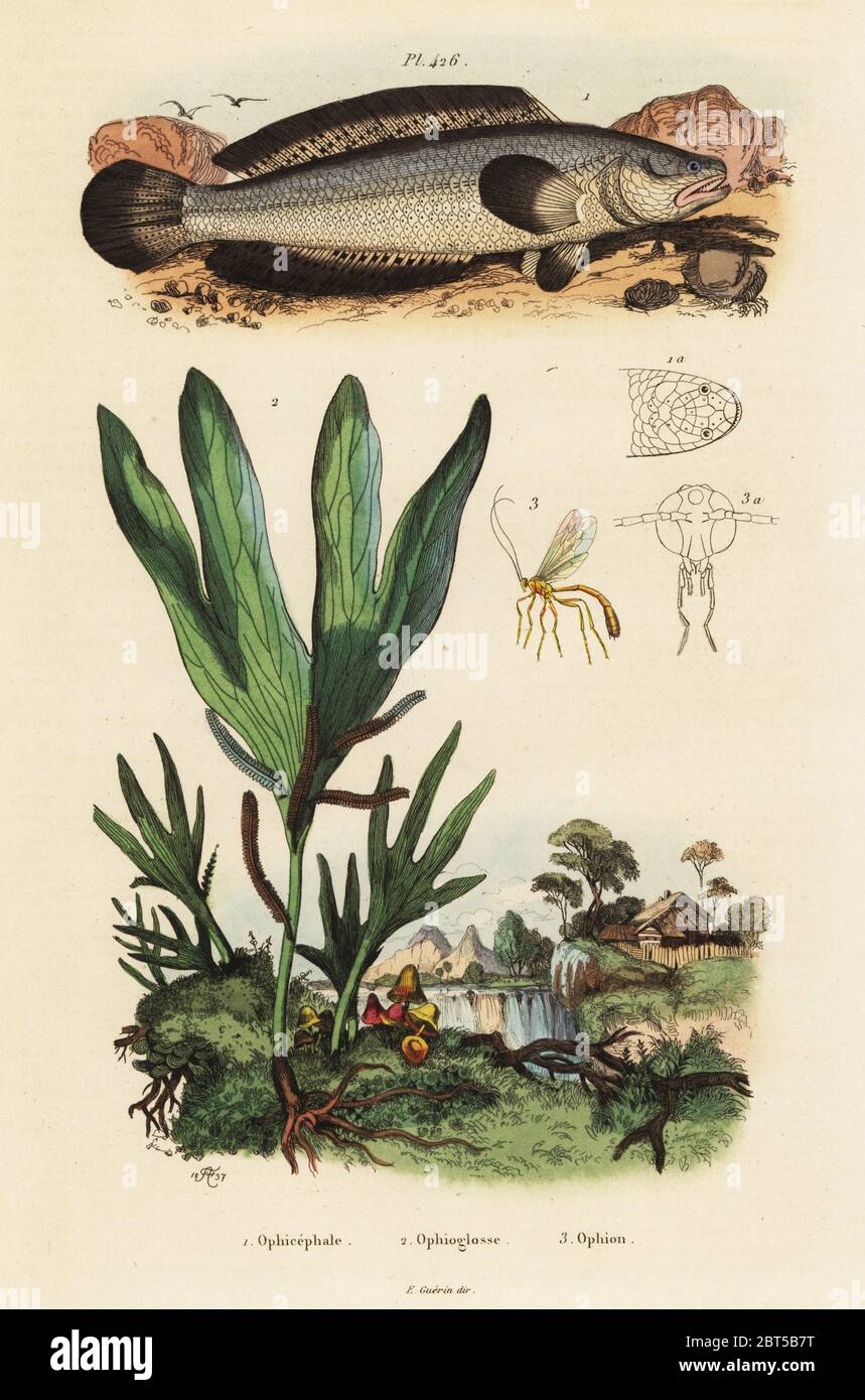 Spotted snakehead, Channa punctata 1, hand fern, Ophioglossum palmatum 2, Ichneumonidae wasp, Ophion flavus 3. Ophicephale, Ophioglosse, Ophion. Handcoloured steel engraving by du Casse after an illustration by Adolph Fries from Felix-Edouard Guerin-Meneville's Dictionnaire Pittoresque d'Histoire Naturelle (Picturesque Dictionary of Natural History), Paris, 1834-39. Stock Photo