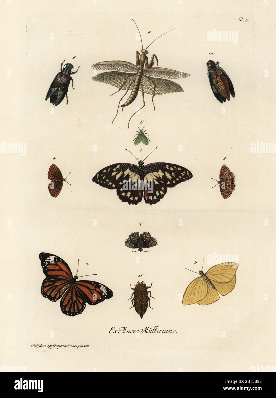 Varieties of butterflies, moths and insects. Handcoloured copperplate engraving after an illustration by Christian Leinberger from Georg Wolfgang Knorr's Deliciae Naturae Selectae of Kabinet van Zeldzaamheden der Natuur, Blusse and Son, Nuremberg, 1771. Specimens from a Wunderkammer or Cabinet of Curiosities owned by P.L. Muller. Stock Photo