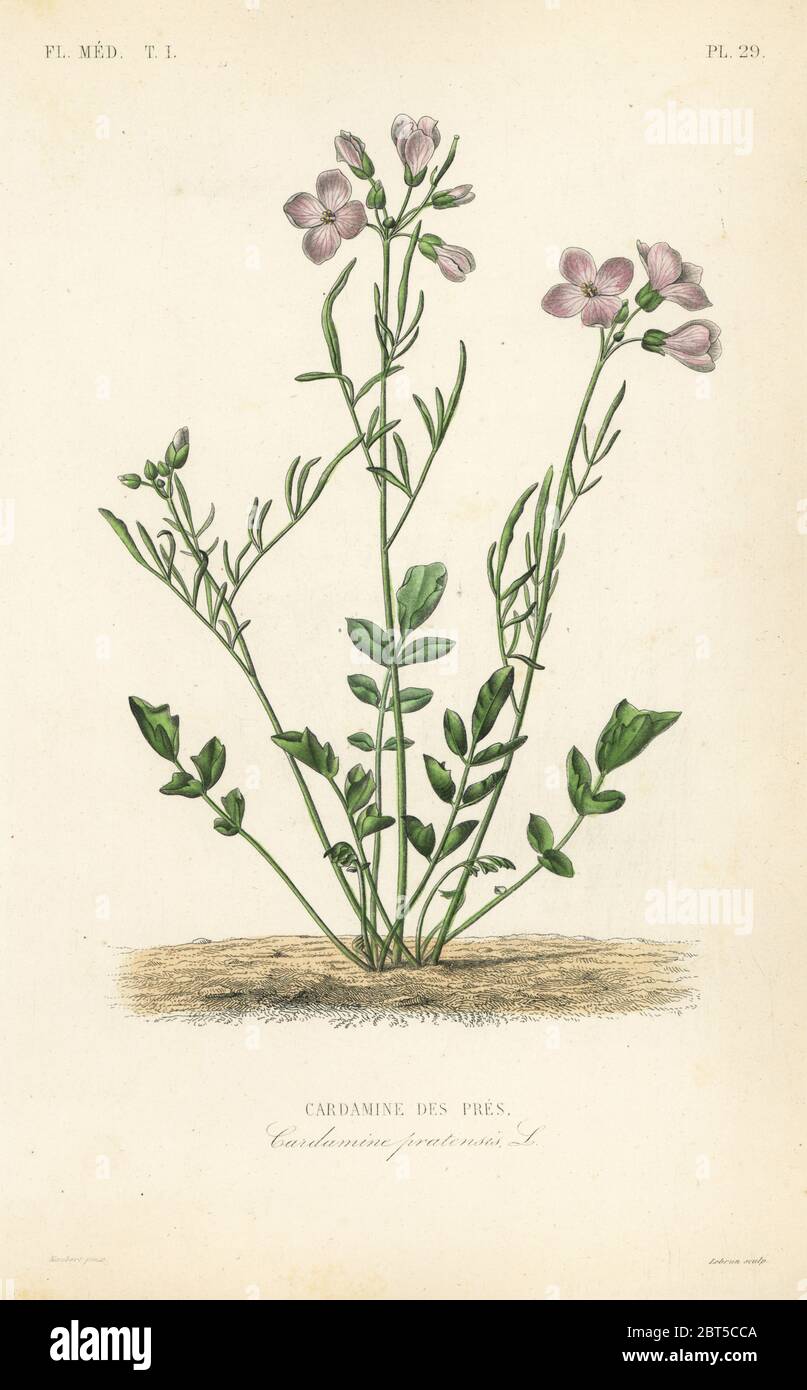 Cuckooflower, Cardamine pratensis, Cardamine des pres. Handcoloured steel engraving by Lebrun after a botanical illustration by Edouard Maubert from Pierre Oscar Reveil, A. Dupuis, Fr. Gerard and Francois Herincqs La Regne Vegetal: Flore Medicale, L. Guerin, Paris, 1864-1871. Stock Photo