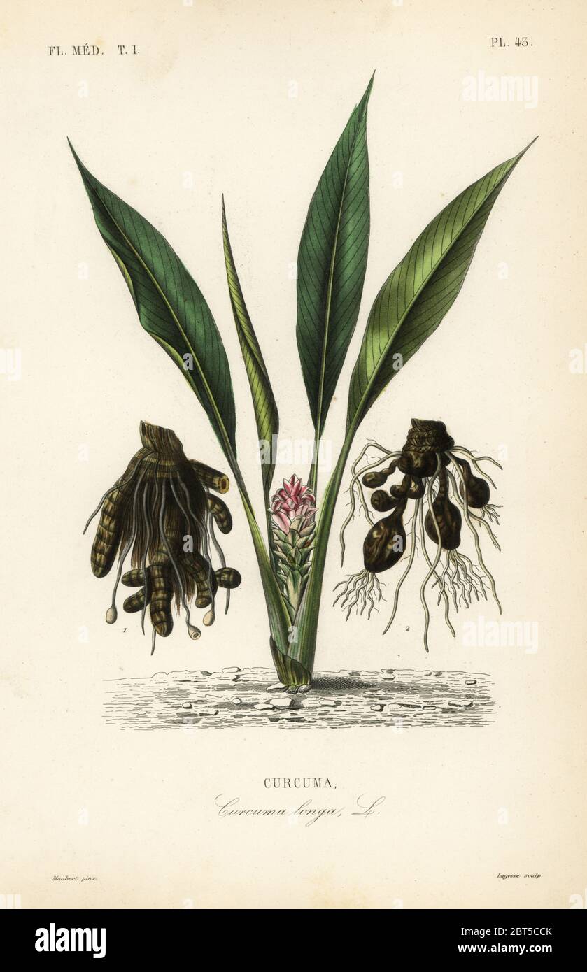 Turmeric or ukon, Curcuma longa, Curcuma. Handcoloured steel engraving by Lagesse after a botanical illustration by Edouard Maubert from Pierre Oscar Reveil, A. Dupuis, Fr. Gerard and Francois Herincqs La Regne Vegetal: Flore Medicale, L. Guerin, Paris, 1864-1871. Stock Photo