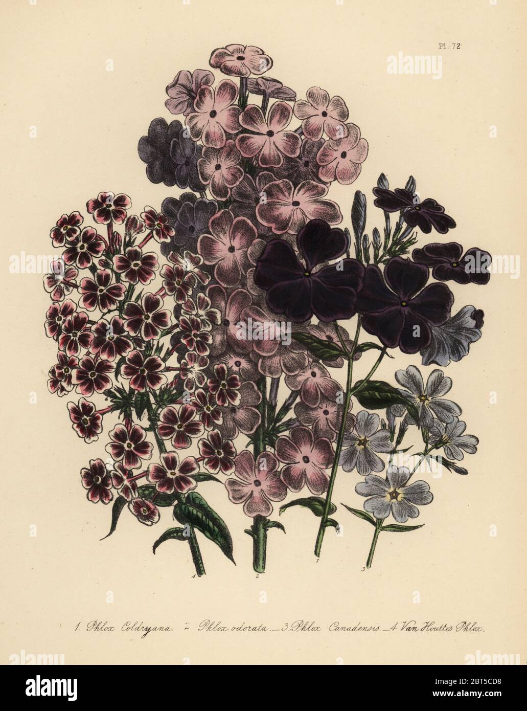 Mr. Coldry's phlox, Phlox coldryana, sweet-scented phlox, Phlox odorata, blue Canadian phlox, Phlox canadensis, and Van Houtte's phlox. Handfinished chromolithograph by Henry Noel Humphreys after an illustration by Jane Loudon from Mrs. Jane Loudon's Ladies Flower Garden of Ornamental Perennials, William S. Orr, London, 1849. Stock Photo