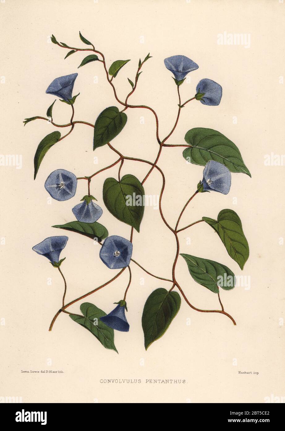Clustervine, Jacquemontia pentanthos (Convolvulus pentanthus). Handcoloured lithograph by D. Blair after an illustration by Lena Lowis from her Familiar Indian Flowers with Coloured Plates, L. Reeve, London, 1878. Lena Lowis, formerly Selena Caroline Shakespear (1845-1919), was a British woman artist who traveled to India with her husband Lt.-Col. Ninian Lowis. Stock Photo