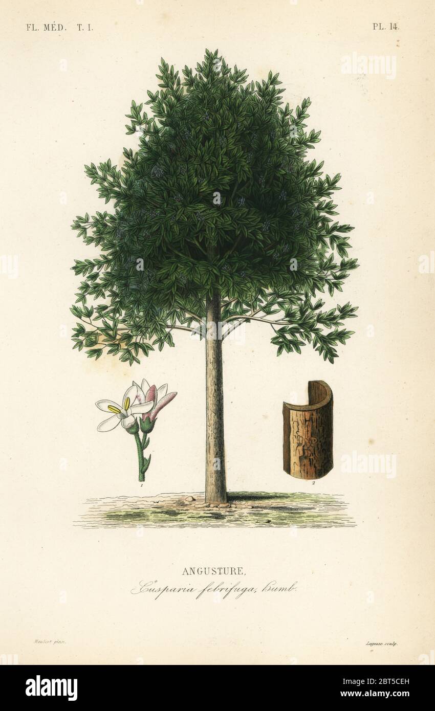 Angostura trifoliata, Cusparia febrifuga, Angusture. Handcoloured steel engraving by Lagesse after a botanical illustration by Edouard Maubert from Pierre Oscar Reveil, A. Dupuis, Fr. Gerard and Francois Herincqs La Regne Vegetal: Flore Medicale, L. Guerin, Paris, 1864-1871. Stock Photo
