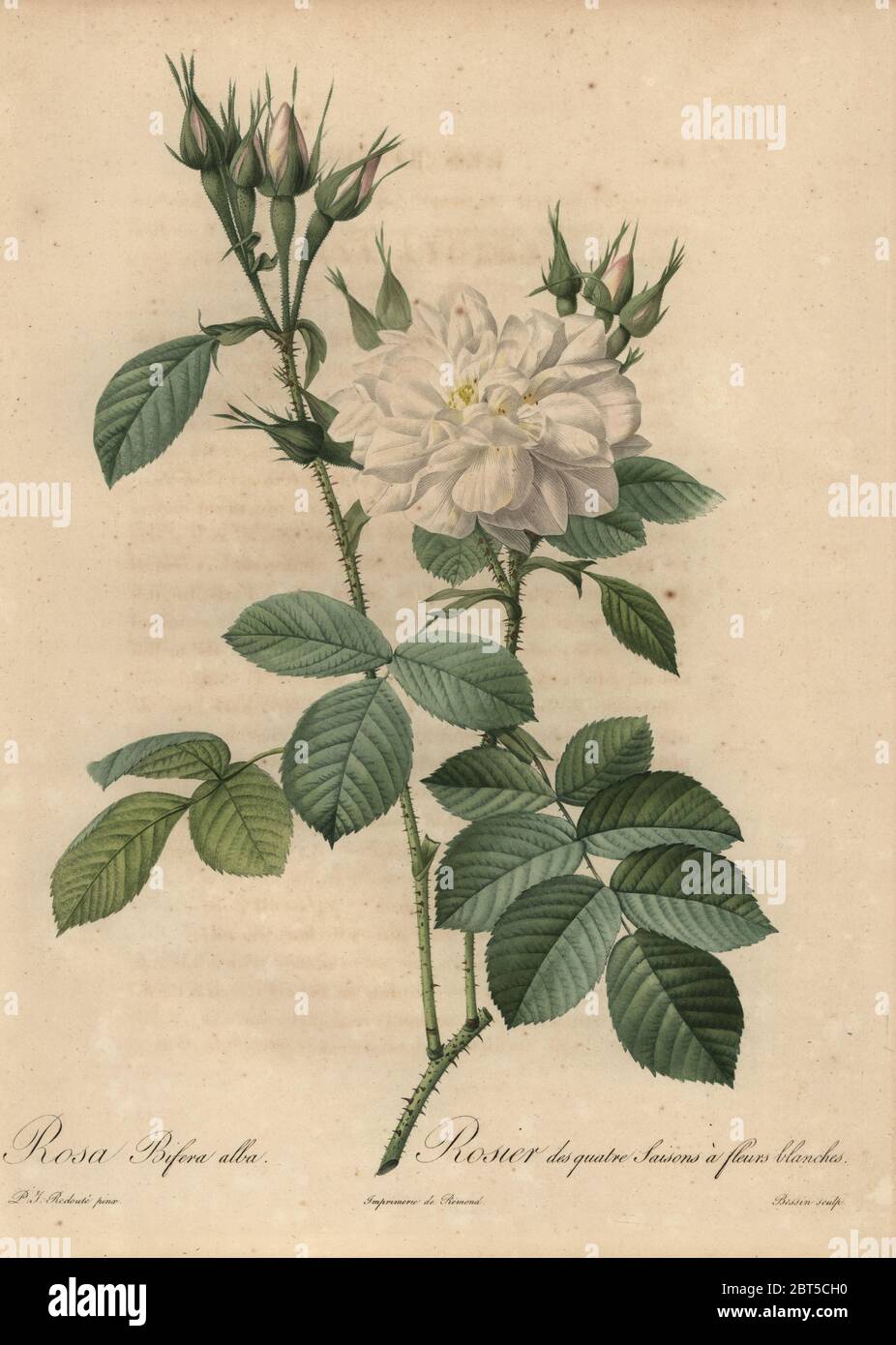 White rose, Rosa bifera alba, Rosier des quatre Saisons a fleurs blanches. Stipple copperplate engraving by Rosine-Antoinette Bessin handcoloured a la poupee after a botanical illustration by Pierre-Joseph Redoute from the first folio edition of Les Roses, Firmin Didot, Paris, 1817. Stock Photo