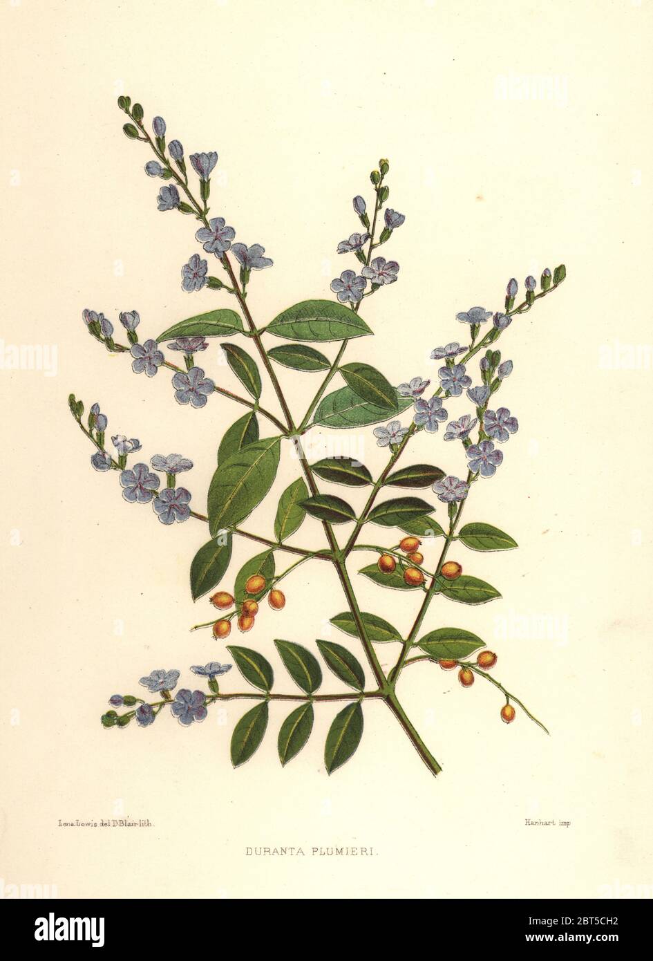 Golden dewdrop, pigeon berry or skyflower, Duranta erecta (Duranta plumieri). Handcoloured lithograph by D. Blair after an illustration by Lena Lowis from her Familiar Indian Flowers with Coloured Plates, L. Reeve, London, 1878. Lena Lowis, formerly Selena Caroline Shakespear (1845-1919), was a British woman artist who traveled to India with her husband Lt.-Col. Ninian Lowis. Stock Photo