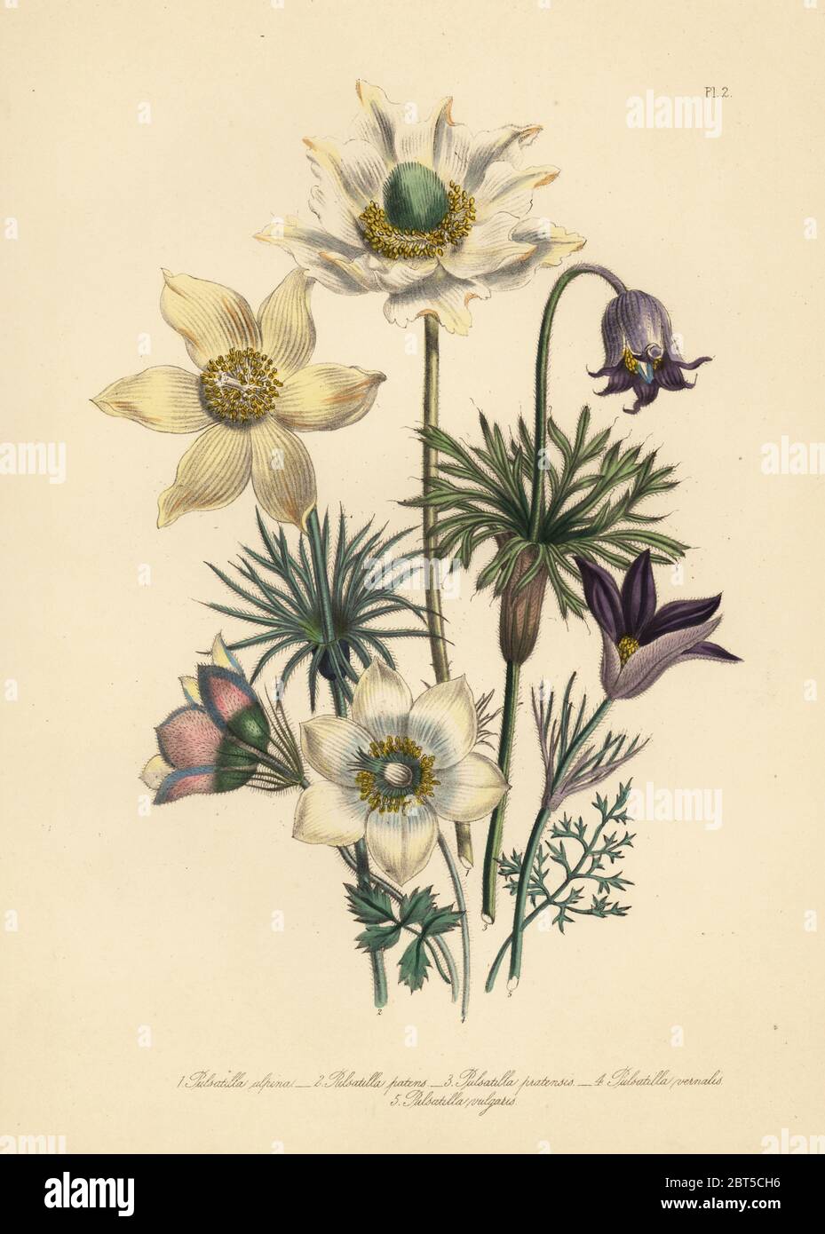 Alpine pulsatilla, Pulsatilla alpina, spreading pasqueflower, P. patens, meadow pasqueflower, P. pratensis, spring pasqueflower, P. vernalis, and common pasque flower, P. vulgaris. Handfinished chromolithograph by Henry Noel Humphreys after an illustration by Jane Loudon from Mrs. Jane Loudon's Ladies Flower Garden of Ornamental Perennials, William S. Orr, London, 1849. Stock Photo