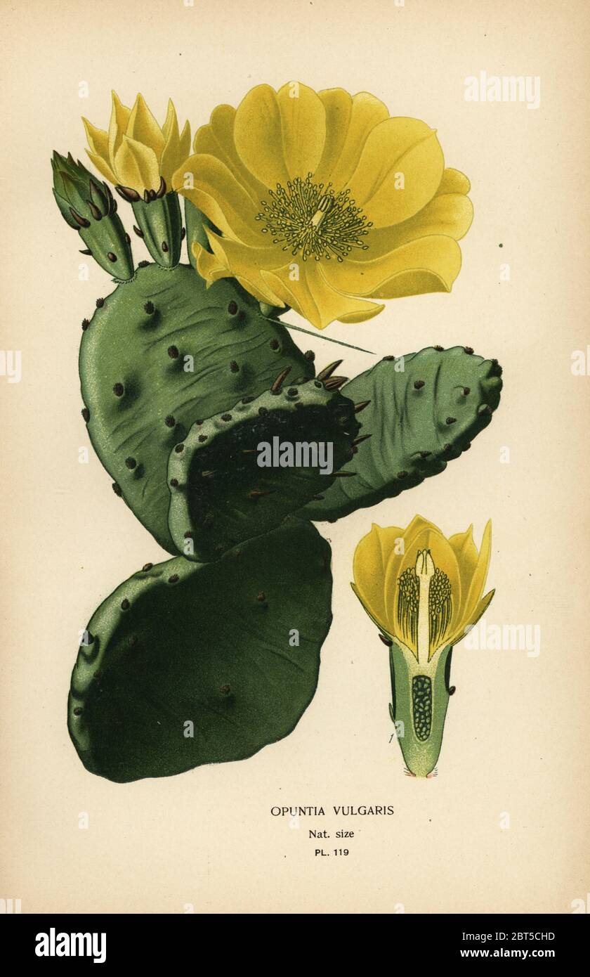 Prickly pear or Indian fig opuntia, Opuntia ficus-indica (Opuntia vulgaris). Chromolithograph from an illustration by Desire Bois from Edward Steps Favourite Flowers of Garden and Greenhouse, Frederick Warne, London, 1896. Stock Photo
