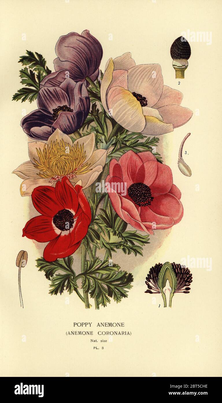 Poppy anemones, Anemone coronaria. Chromolithograph from an