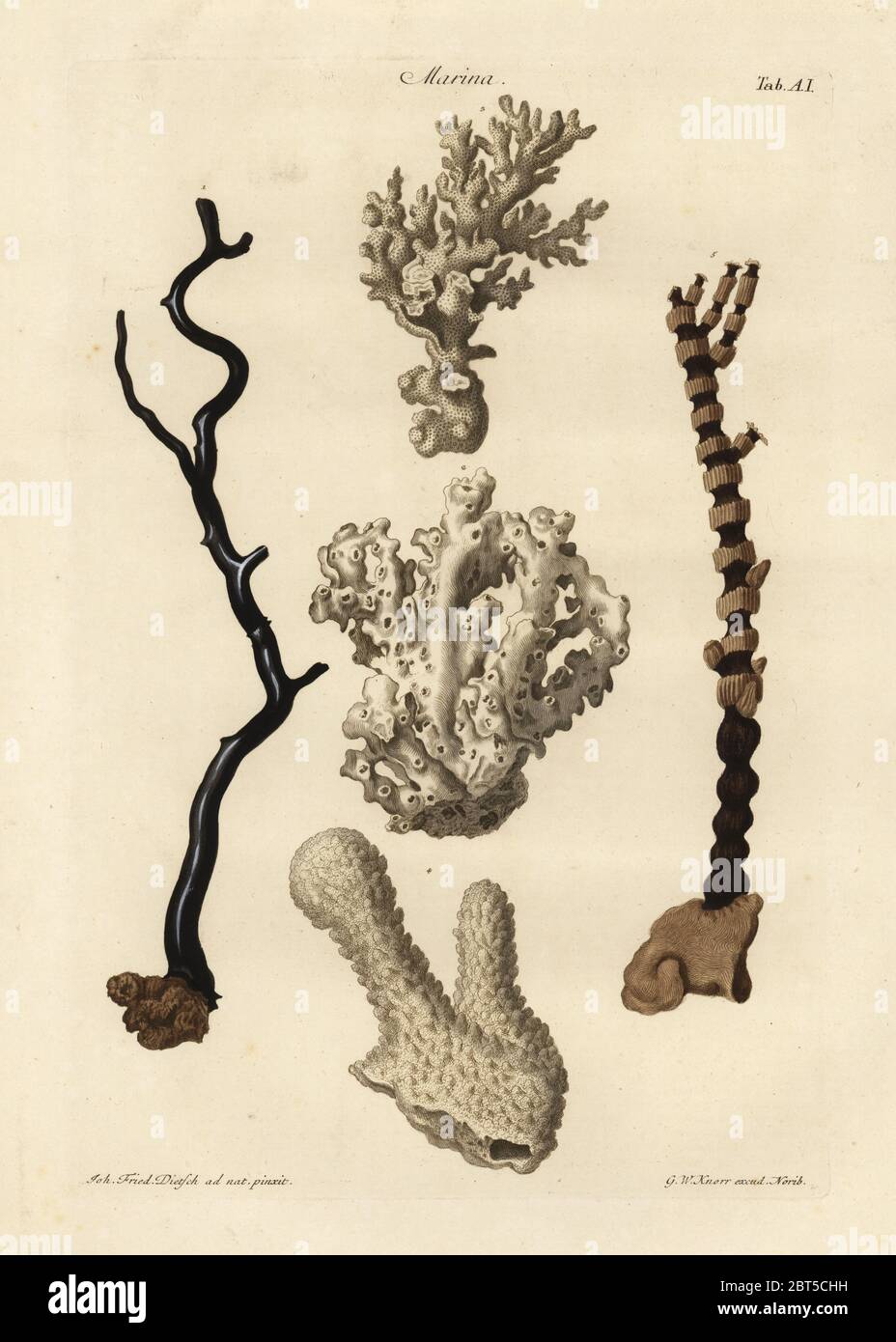 Coral species: black coral, Corallium nigrum arboreum 1, Corallium album stellatum 2, Corallium album oculatum 3, Acropora abrotanoides, Madrepora abrotonoides 4, and bamboo coral, Isis hippuris 5. Handcoloured copperplate engraving by G.W. Knorr after an illustration by Johann Friedrich Dietsch from Georg Wolfgang Knorr's Deliciae Naturae Selectae of Kabinet van Zeldzaamheden der Natuur, Blusse and Son, Nuremberg, 1771. Specimens from a Wunderkammer or Cabinet of Curiosities owned by Dr. Christoph Jacob Trew in Nuremberg. Stock Photo