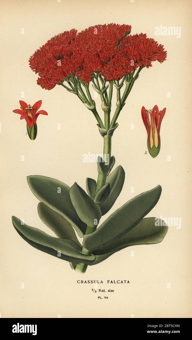 Airplane plant and propeller plant, Crassula perfoliata var. falcata (Crassula falcata). Chromolithograph from an illustration by Desire Bois from Edward Steps Favourite Flowers of Garden and Greenhouse, Frederick Warne, London, 1896. Stock Photo