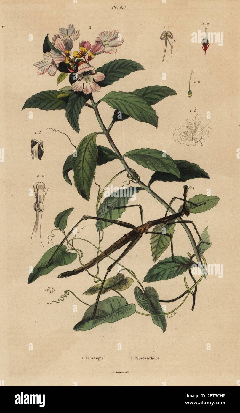 Stick insect, Proscopia granulata 1, and Victorian Christmas bush, Prostanthera lasianthos 2. Proscopie, Prostanthere. Handcoloured steel engraving by du Casse after an illustration by Adolph Fries from Felix-Edouard Guerin-Meneville's Dictionnaire Pittoresque d'Histoire Naturelle (Picturesque Dictionary of Natural History), Paris, 1834-39. Stock Photo