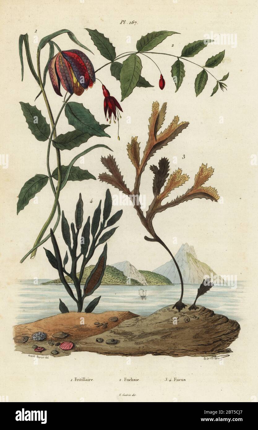 Snakes head fritillary, Fritillaria meleagris 1, hummingbird fuchsia, Fuchsia magellanica 2, toothed wrack, Fucus serratus 3 and Fucus siliqueux 4. Fritillaire, Fuchsie, Fucus. Handcoloured steel engraving by Pedretti after an illustration by A. Carie Baron from Felix-Edouard Guerin-Meneville's Dictionnaire Pittoresque d'Histoire Naturelle (Picturesque Dictionary of Natural History), Paris, 1834-39. Stock Photo