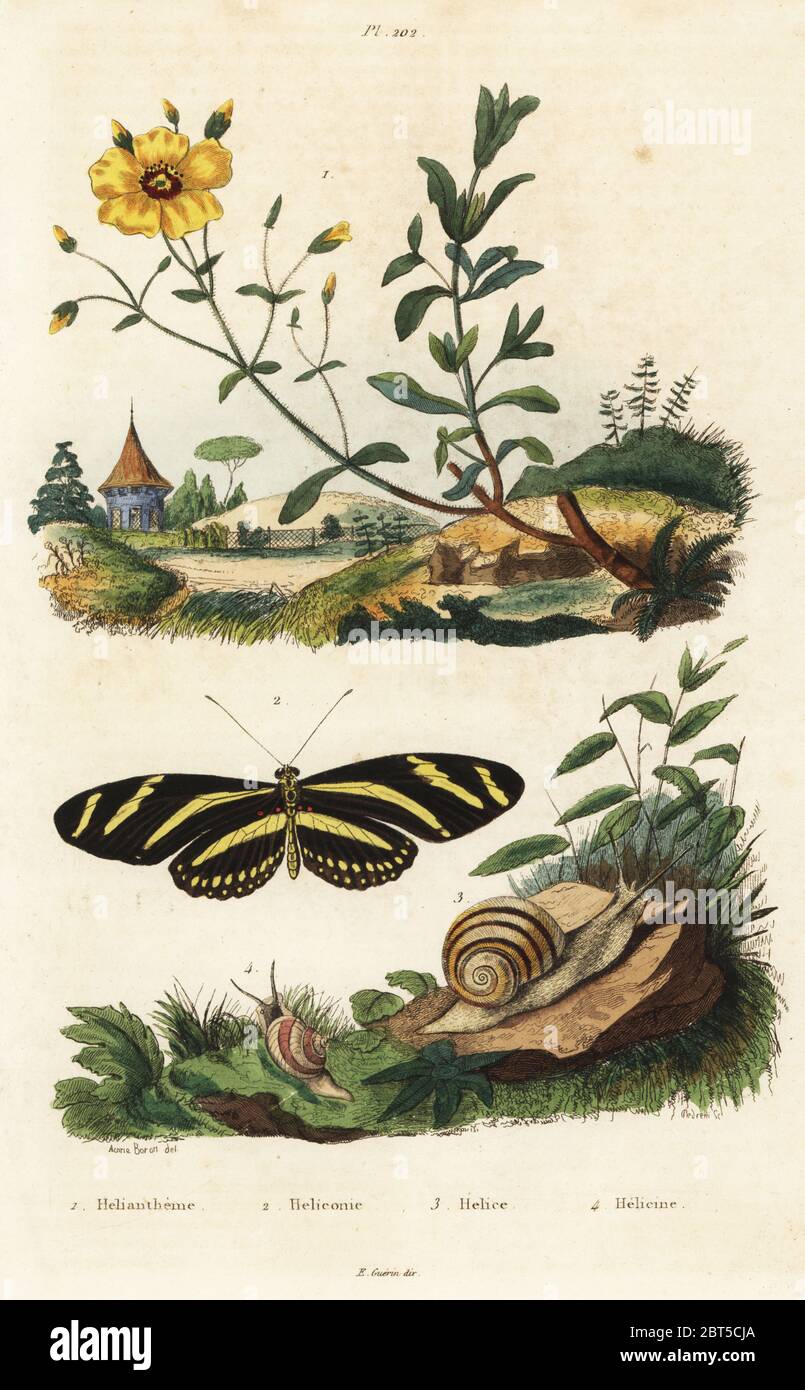 Rockrose, Halimium halimifolium 1, zebra longwing butterfly, Heliconius charithonia 2, grove snail, Cepaea nemoralis 3, and Helicina zephyrina land snail 4. Heliantheme, Heliconie, Helice, Helicine. Handcoloured steel engraving by Pedretti after an illustration by A. Carie Baron from Felix-Edouard Guerin-Meneville's Dictionnaire Pittoresque d'Histoire Naturelle (Picturesque Dictionary of Natural History), Paris, 1834-39. Stock Photo
