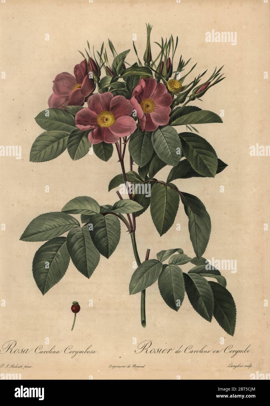 Purple Carolina rose or pasture rose, Rosa carolina corymbosa, Rosier de Caroline en Corymbe. Stipple copperplate engraving by Pierre Gabriel Langlois handcoloured a la poupee after a botanical illustration by Pierre-Joseph Redoute from the first folio edition of Les Roses, Firmin Didot, Paris, 1817. Stock Photo