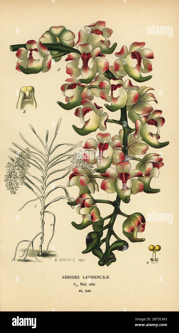 Aerides lawrenceae orchid. Endangered. Chromolithograph from an illustration by B. Herincq from Edward Steps Favourite Flowers of Garden and Greenhouse, Frederick Warne, London, 1896. Stock Photo