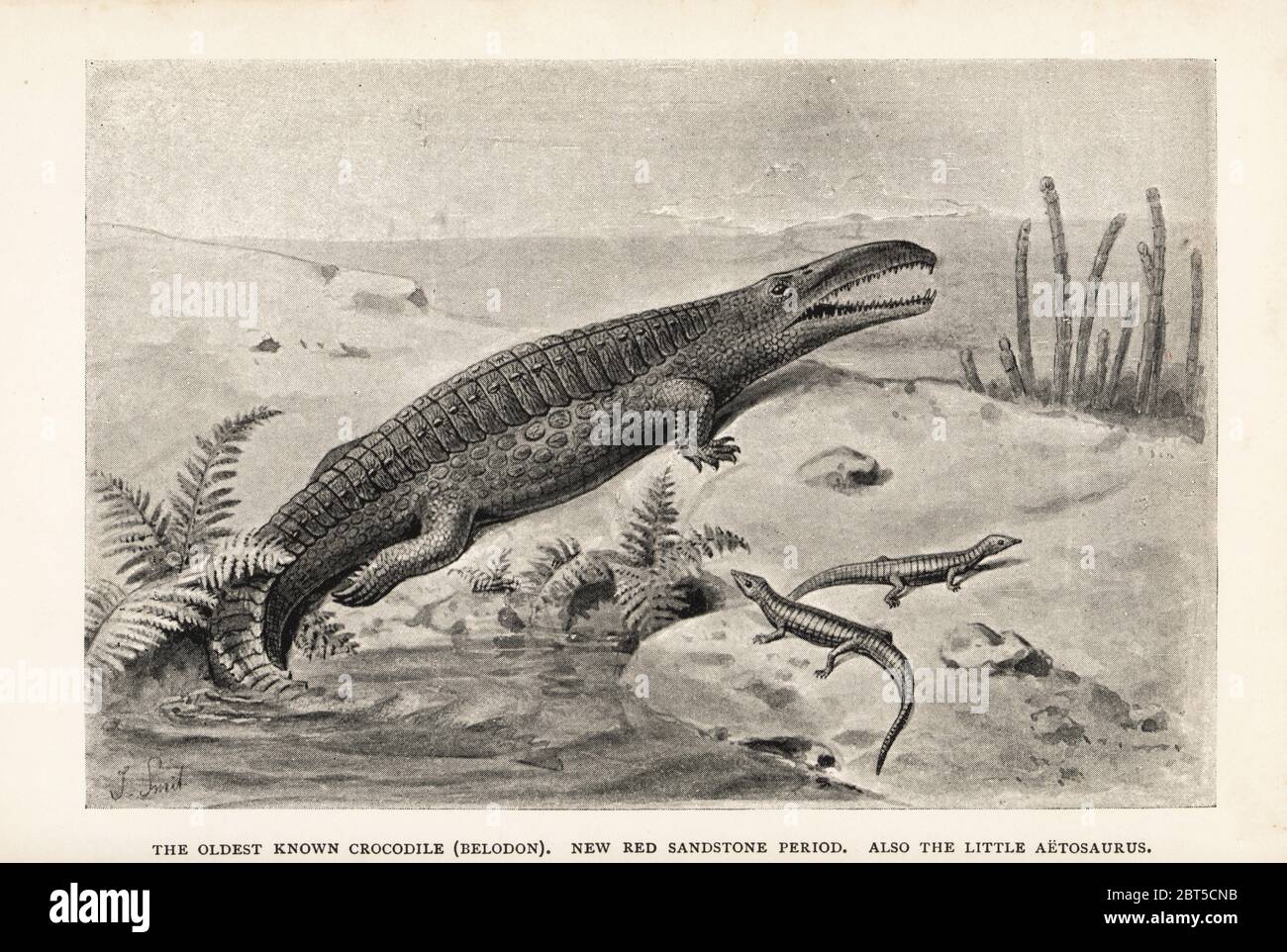 The oldest known crocodile, Belodon. New Red Sandstone Period. Also the little Aetosaurus ferratus. Print after an illustration by Joseph Smit from Henry Neville Hutchinsons Creatures of Other Days, Popular Studies in Palaeontology, Chapman and Hall, London, 1896. Stock Photo