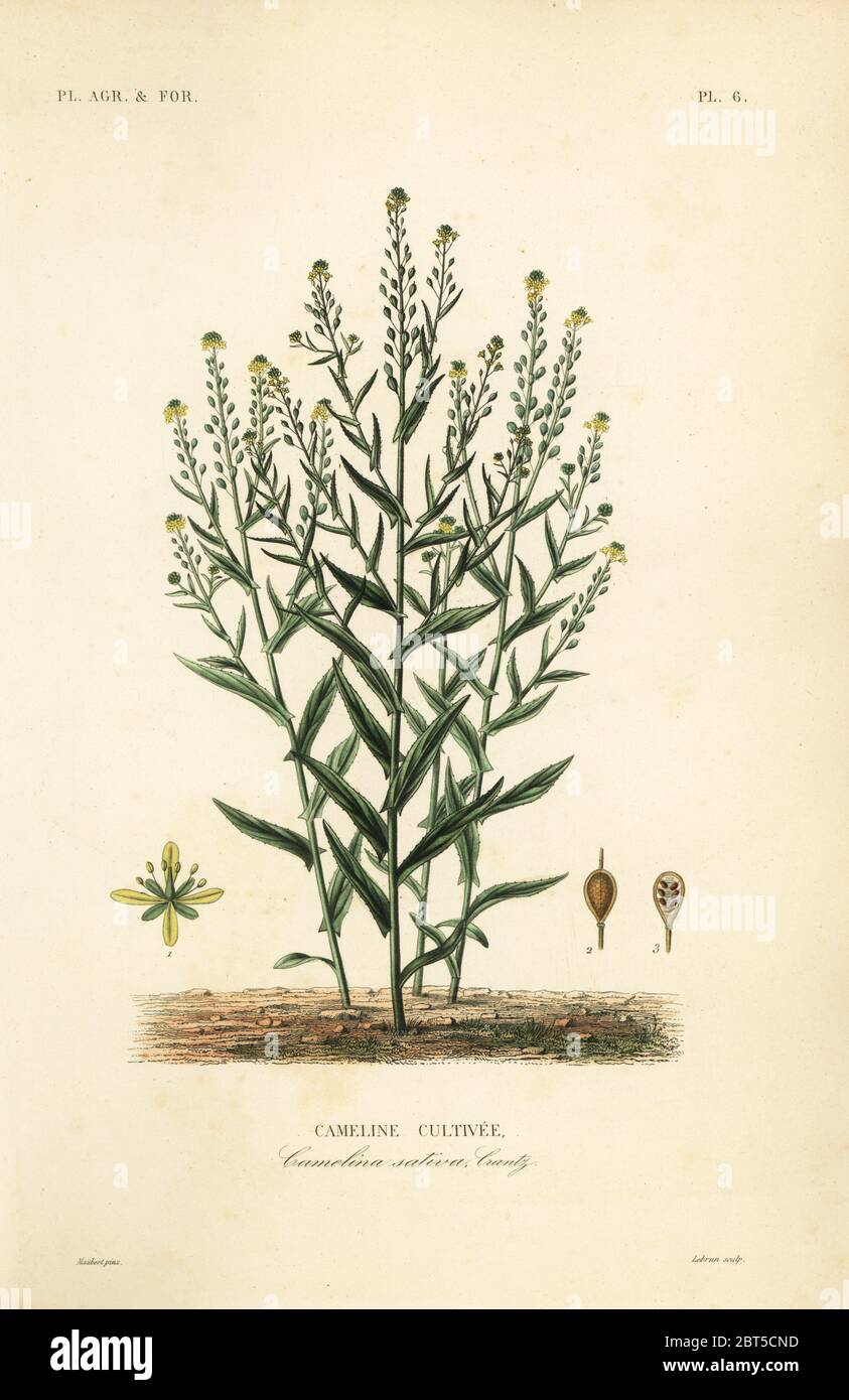 Camelina or false flax, Camelina sativa, Cameline cultivee. Handcoloured steel engraving by L. Lebrun after a botanical illustration by Edouard Maubert from Pierre Oscar Reveil, A. Dupuis, Fr. Gerard and Francois Herincqs La Regne Vegetal: Planets Agricoles et Forestieres, L. Guerin, Paris, 1864-1871. Stock Photo