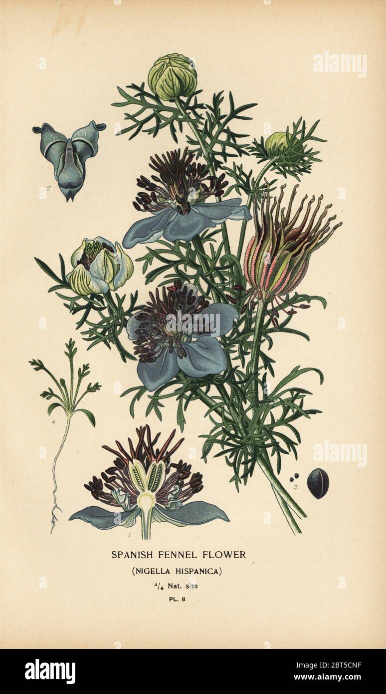 Spanish fennel, Nigella hispanica. Chromolithograph from an illustration by Desire Bois from Edward Steps Favourite Flowers of Garden and Greenhouse, Frederick Warne, London, 1896. Stock Photo