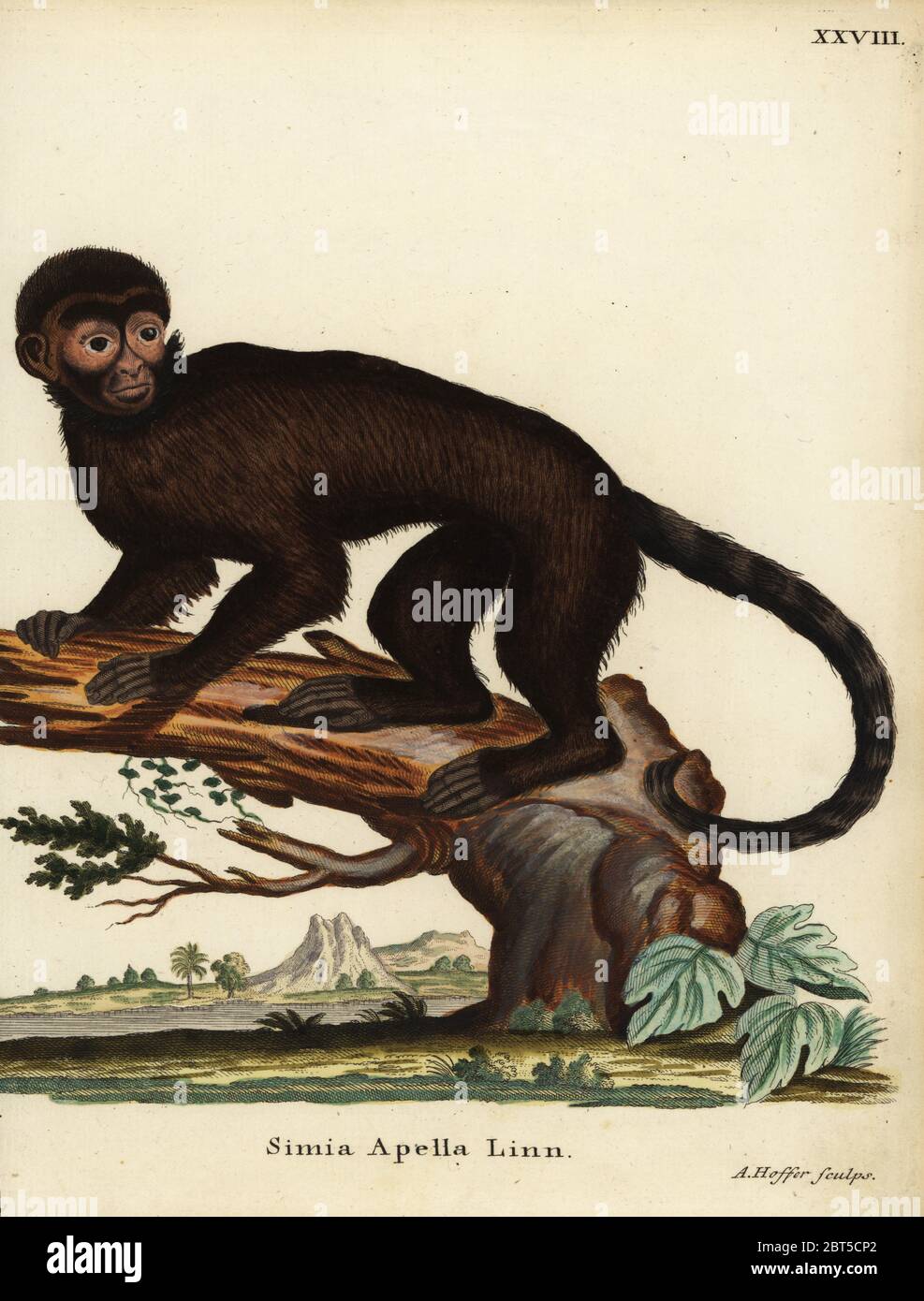 https://c8.alamy.com/comp/2BT5CP2/tufted-capuchin-monkey-sapajus-apella-simia-apella-linn-handcoloured-copperplate-engraving-by-andreas-hoffer-from-johann-christian-daniel-schrebers-animal-illustrations-after-nature-or-schrebers-fantastic-animals-erlangen-germany-1775-2BT5CP2.jpg